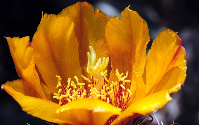 Buckhorn Cholla is a native perennial that may grow up to 7 feet or more high. Flowers vary in color from bright yellow to bronze to brick red. Cylindropuntia acanthocarpa